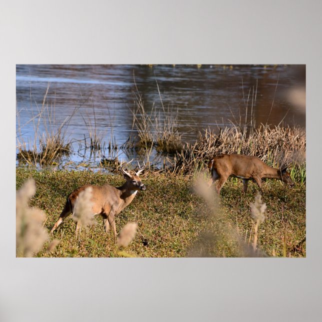 Whitetail Buck e Doe Poster (Frente)