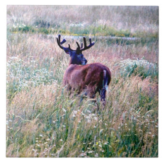 Whitetail Buck no Azulejo de Verão