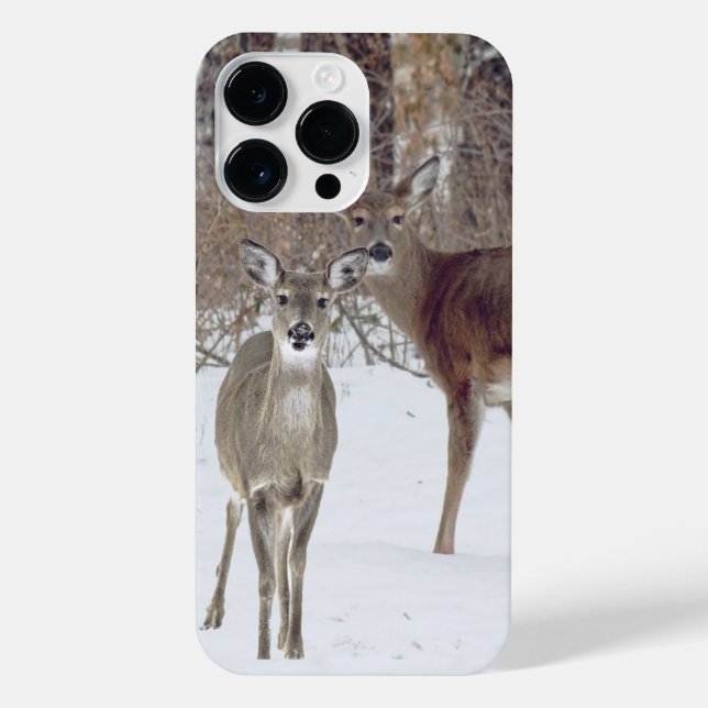 Whitetail Deer (Verso)