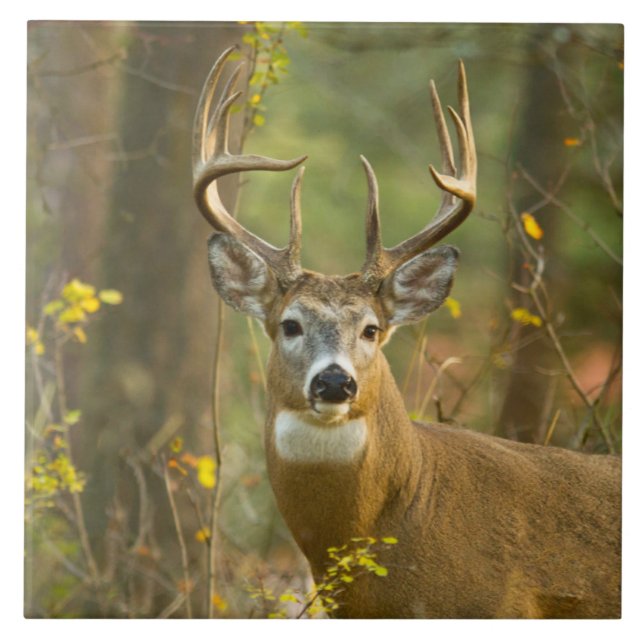 Whitetail Deer Buck | Whitefish, Montana (Frente)
