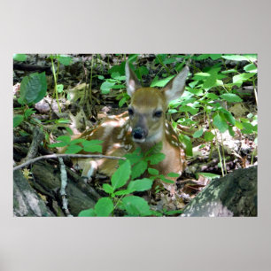 Whitetail Deer Fawn em Woods Poster