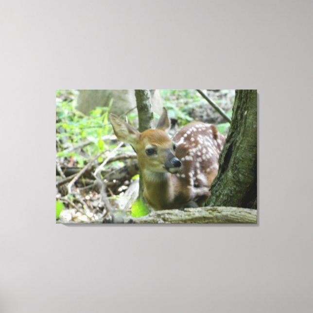 Whitetail Deer Fawn (Impressão de Canvas (Frente)