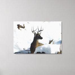 Whitetail Deer Winter Antlers Canvas