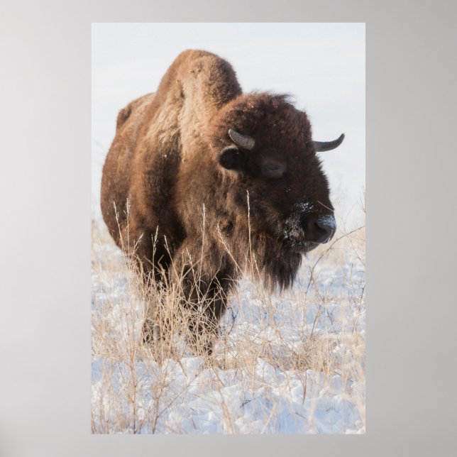 Wild Bison Poster (Frente)
