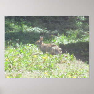 Wild Bunny Impressão