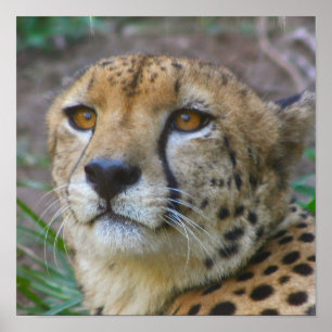 Wild Cheetah Poster