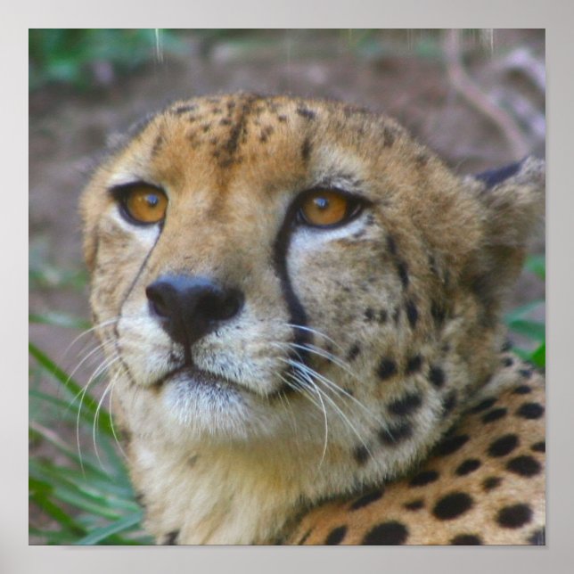 Wild Cheetah Poster (Frente)