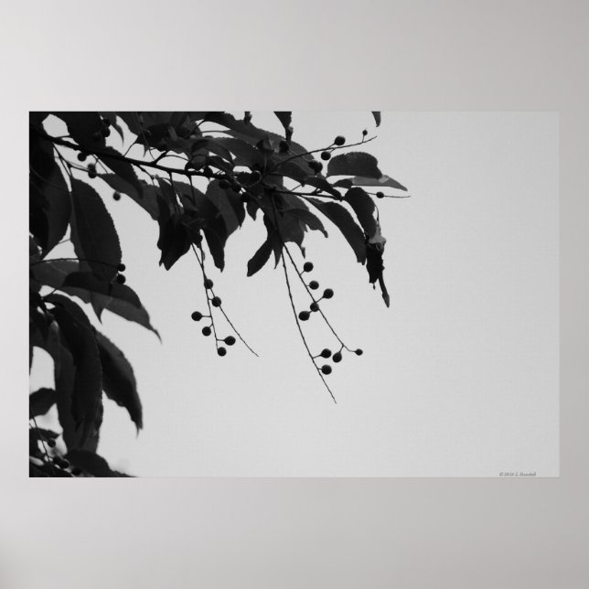 Wild Cherries poster (Frente)