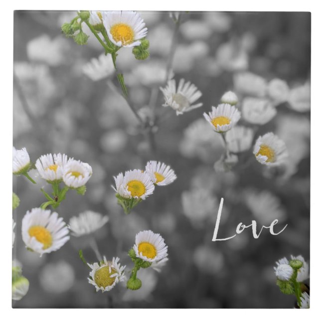Wild Daisies (Frente)