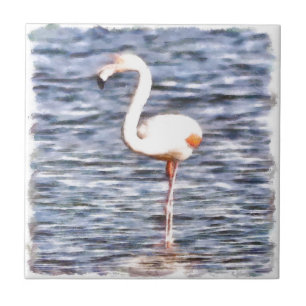 Wild Flamingo