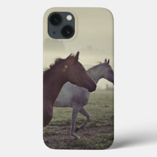Wild horses