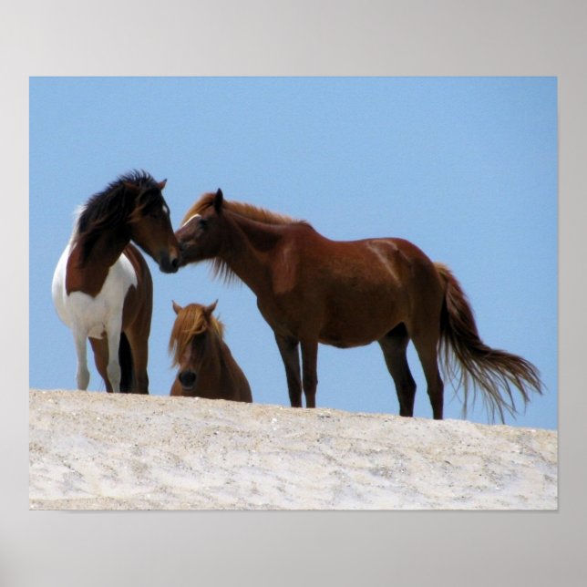 Wild Horses Poster (Frente)