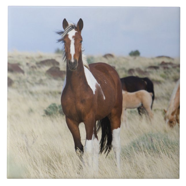 Wild Horses, Steens Mountains (Frente)