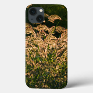 Wild Millet (Panicum Sp.) Cultivo Em Zonas úmidas