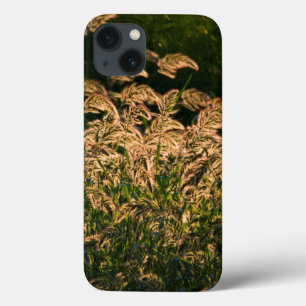 Wild Millet (Panicum Sp.) Growing In Wetland