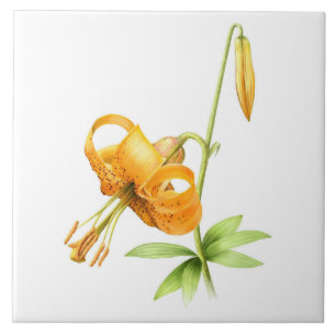 Wild Orange Tiger Lily Floral Botânica Art