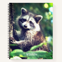Wild Raccoon na Selva