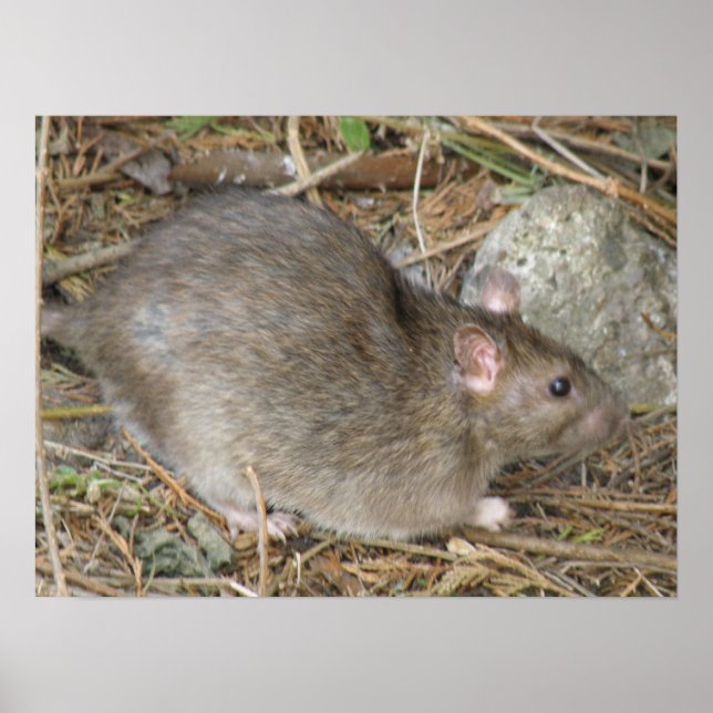 Wild Rat Impressão (Frente)