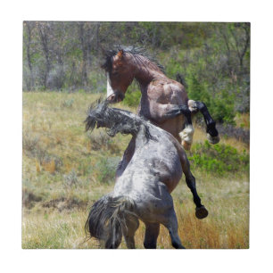 Wild Stallions combatendo Theodore Roosevelt NP