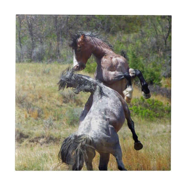 Wild Stallions combatendo Theodore Roosevelt NP (Frente)