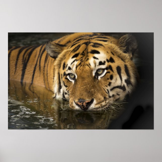 Wild Tiger Safari Trabalho de arte Foto Poster (Frente)