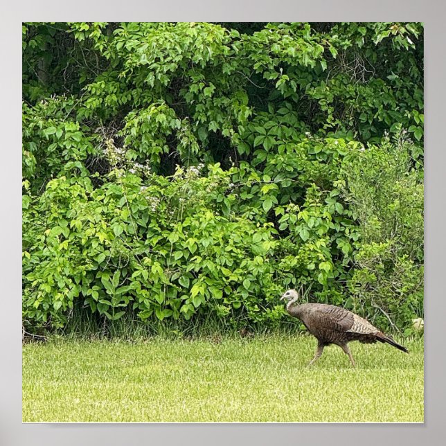Wild Turkey Bird Poster (Frente)