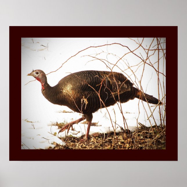 Wild Turkey Poster (Frente)