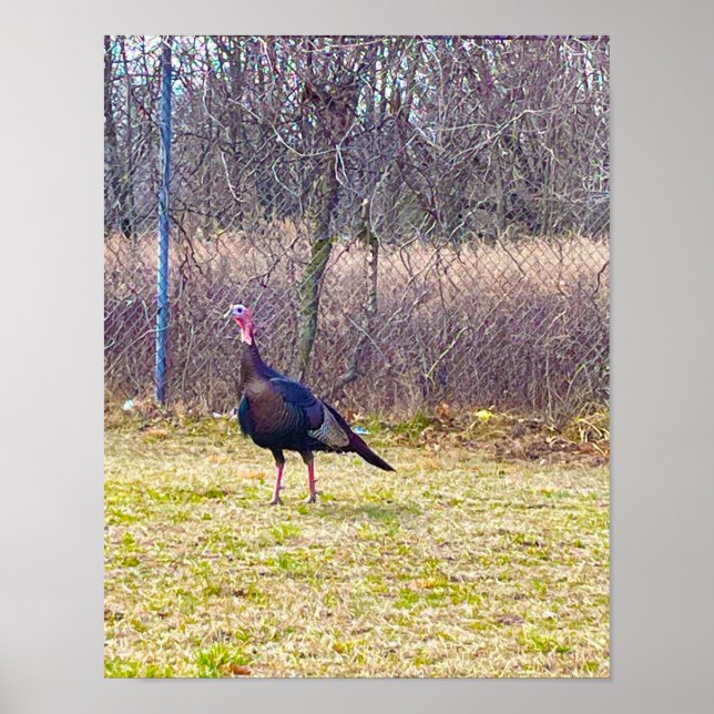 Wild Turkey Poster (Frente)
