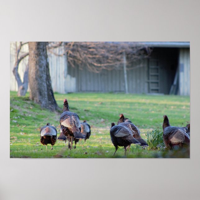 Wild Turkeys Poster (Frente)