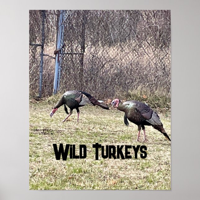 Wild Turkeys Poster (Frente)