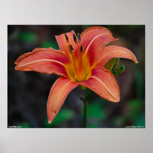 Wild Vibrant Coral Tawny Daylily Poster