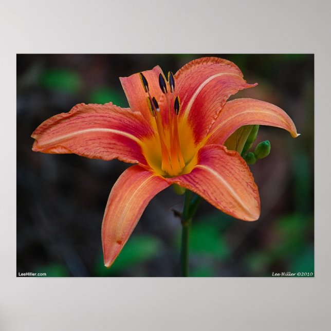 Wild Vibrant Coral Tawny Daylily Poster (Frente)