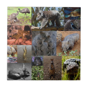 Wild Wonders: Cativando a Colagem de Fotos Austral