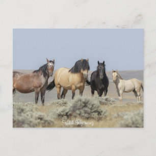 Wild Wyoming - Cartão postal