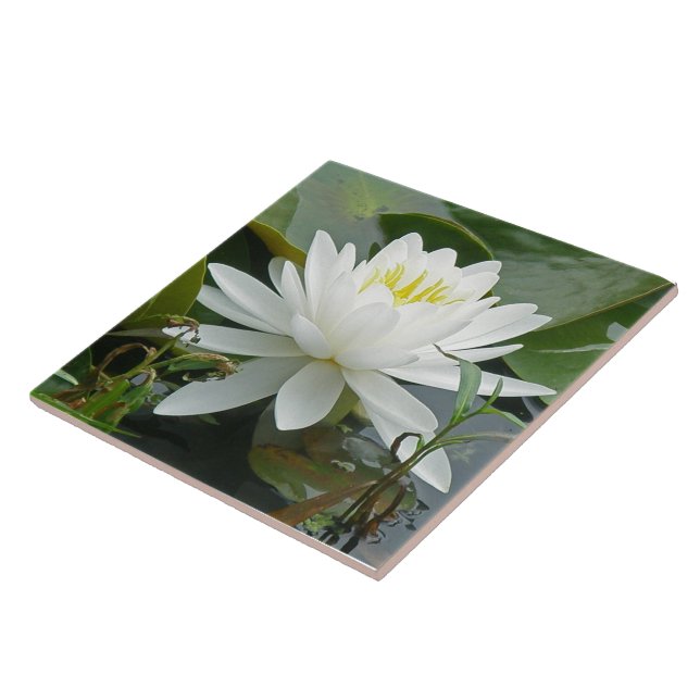 Wildflower branco de Waterlily (Lateral)