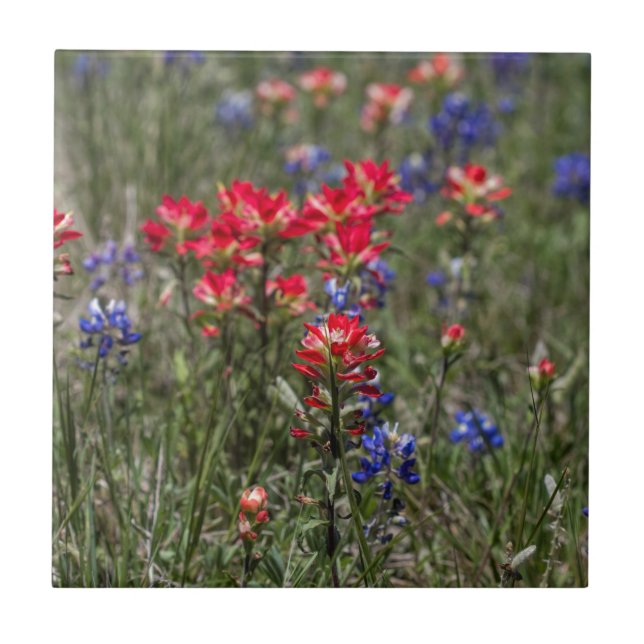 Wildflowers do pincel indiano e do Bluebonnet de (Frente)
