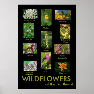 Wildflowers do poster do nordeste