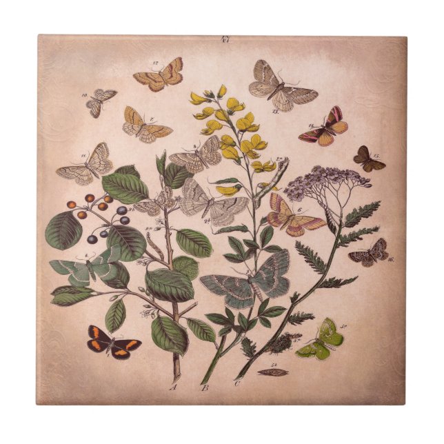 Wildflowers florais botânicos da ilustração do (Frente)