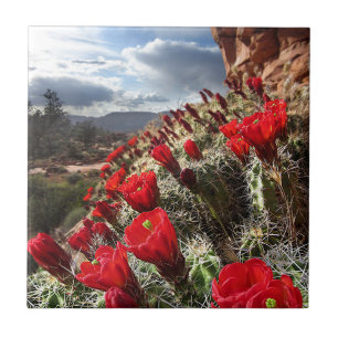 Wildflowers - Grand Canyon - arizona