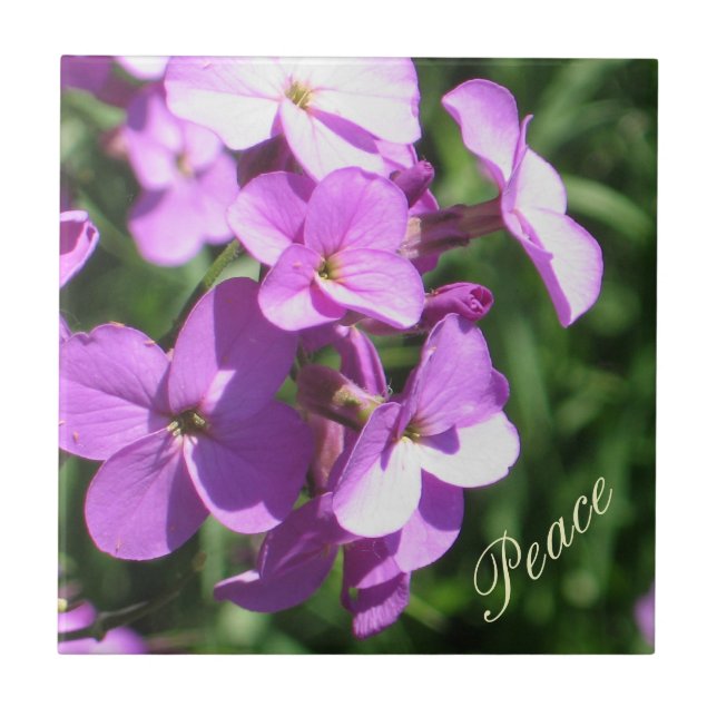 Wildflowers-Paz roxa (Frente)