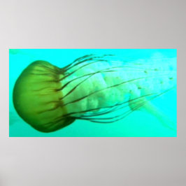 Wildlife 114 Sea Nettle poster