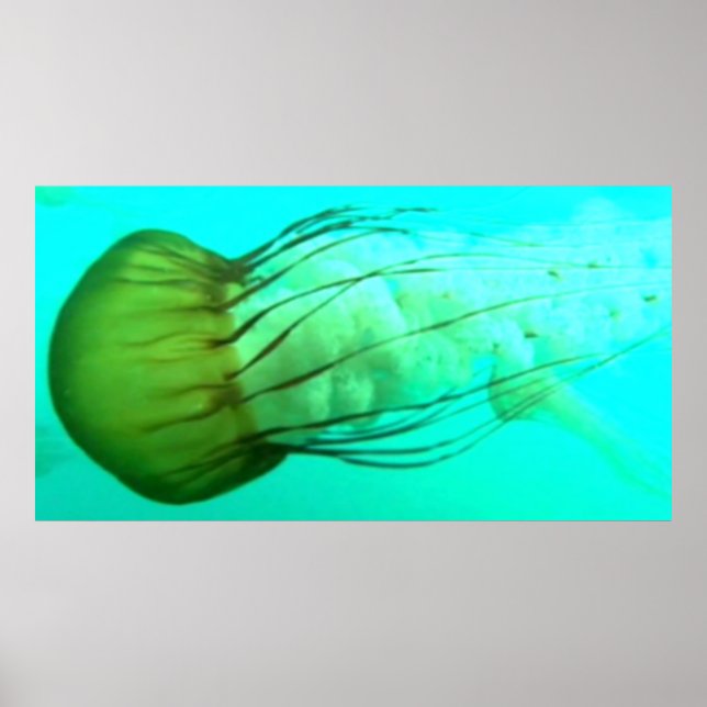 Wildlife 114 Sea Nettle poster (Frente)