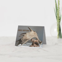 Wildlife Moose Fun ri anony MOOSE cartão de aniver