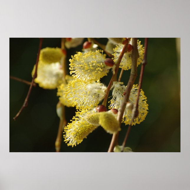 Willow Buds Poster (Frente)