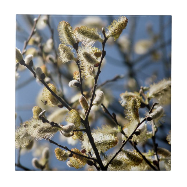 WILLOW TREE (Frente)