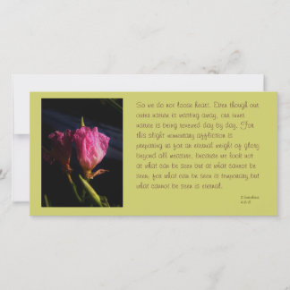 windows cats florescem 018.JPG, então nós não perd