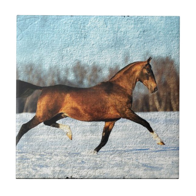 Winter Akhal-teke (Frente)