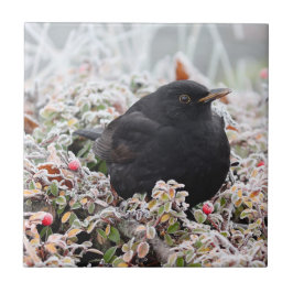 Winter Blackbird