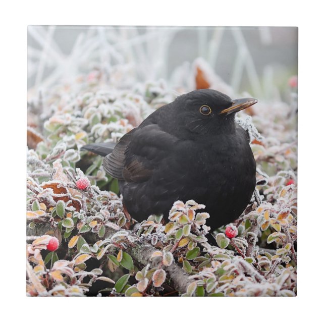 Winter Blackbird (Frente)