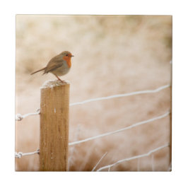 Winter Robin Redbreast